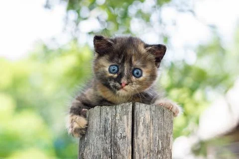 Cat sitting in the grass... Stock Photos
