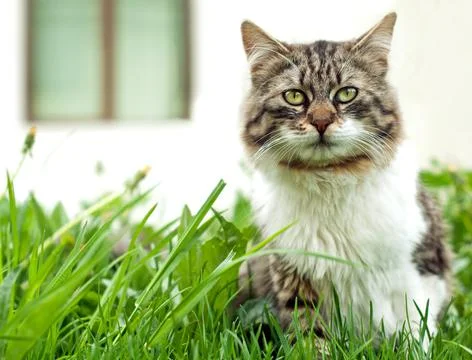 Cat sitting in the grass Stock Photos