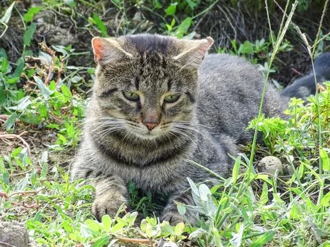 A cat is sitting on the grass Stock Photos