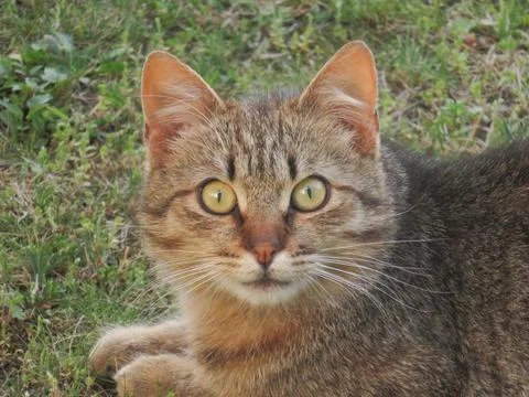 A cat is sitting on the grass Stock Photos