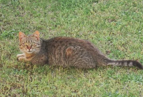 A cat is sitting on the grass Photos