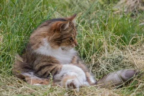 Cat sitting on the grass. Profile. Stock Photos