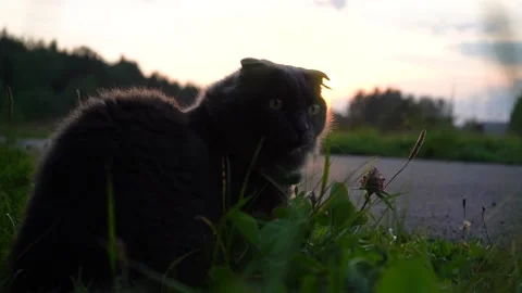 Cat sitting in the grass on a summer evening Stock Footage 139674869