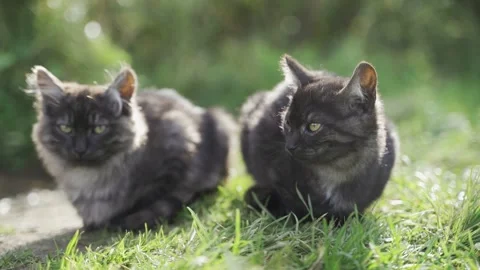 Cat sitting in the grass in summer Stock-Footage 139701555