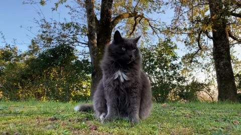 The Cat Is Sitting On The Grass Under The Trees On A Windy Day - 4K Stock Footage 143318637