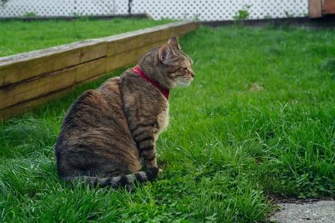 The cat is sitting on a green grass on backyard and watching something. Stock Photos