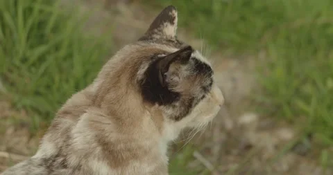 Cat sitting in green grass looking out into the distance Stock Footage 188982839