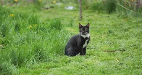 Cat sitting on green lawn, then running towards camera Stock Footage 333935357