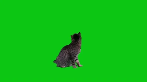 Cat sitting on green screen and looking around Stock Footage 12645087