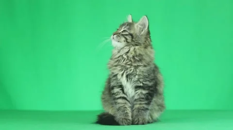 Cat sitting on a green screen Stock-Footage 64372219