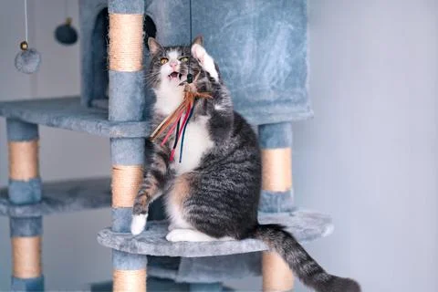 Cat sitting on grey cat tree, tower or condo and playing with toy. Stock Photos