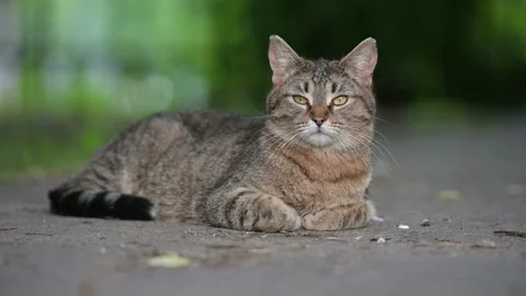 Cat sitting on the ground and looking to the camera Stock-Footage 219382790