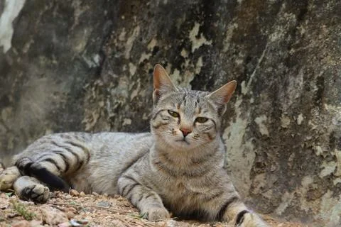 A cat sitting on the ground looking at the camera Stock Photos