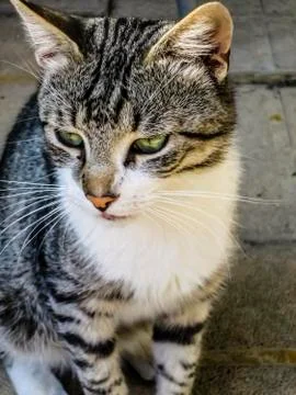 Cat sitting on the ground Stock Photos