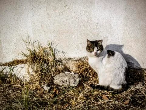 Cat sitting on the ground Stock Photos