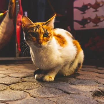A cat sitting on the ground Stock Photos