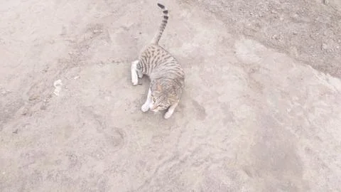This cat is sitting on the ground Stock Photos