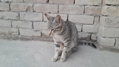 This cat is sitting on the ground Stock Photos