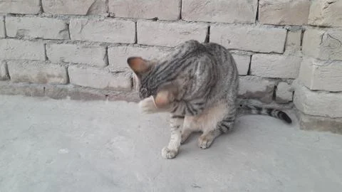 This cat is sitting on the ground Stock Photos