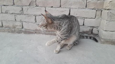 This cat is sitting on the ground 写真素材