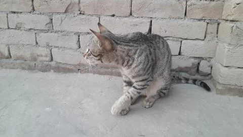 This cat is sitting on the ground Foto stock
