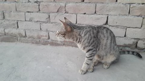 This cat is sitting on the ground Stock Photos