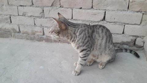 This cat is sitting on the ground Stock Photos