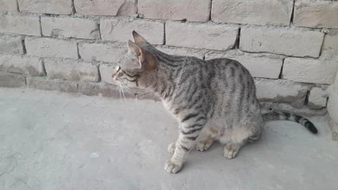 This cat is sitting on the ground Foto stock