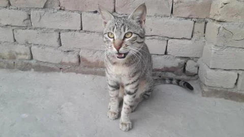 This cat is sitting on the ground Foto stock