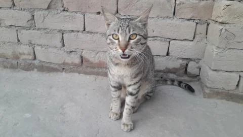 This cat is sitting on the ground Foto stock