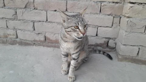 This cat is sitting on the ground Stock Photos