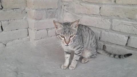This cat is sitting on the ground Foto stock
