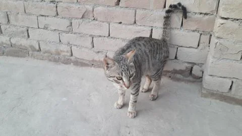This cat is sitting on the ground Foto stock