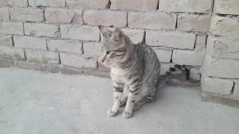 This cat is sitting on the ground Stock Photos