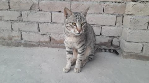 This cat is sitting on the ground Foto stock
