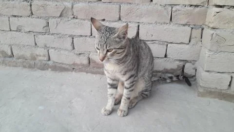 This cat is sitting on the ground Foto stock