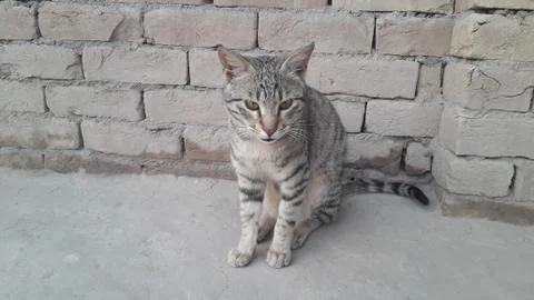 This cat is sitting on the ground Stock Photos