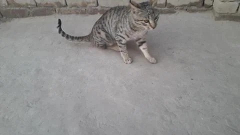 This cat is sitting on the ground Foto stock