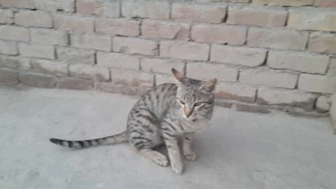 This cat is sitting on the ground Stock Photos