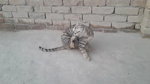 This cat is sitting on the ground Foto stock