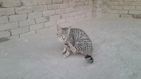 This cat sitting on the ground Stock Photos