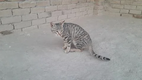 This cat sitting on the ground Foto stock