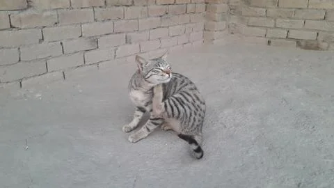 This cat sitting on the ground Stock Photos