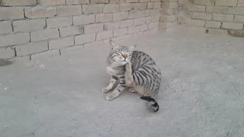 This cat sitting on the ground Stock Photos