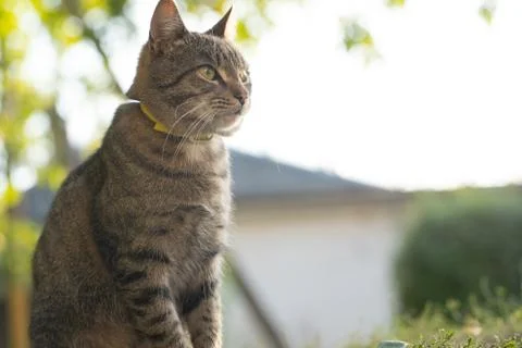 Cat sitting on the ground Stock Photos