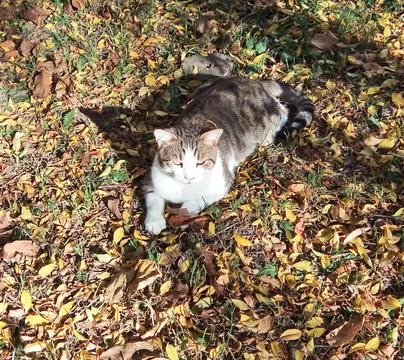 A cat is sitting on the ground 스톡 사진