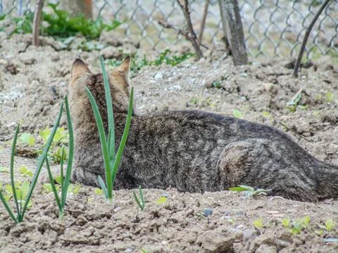 A cat is sitting on the ground Stock Photos