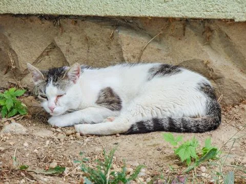 A cat is sitting on the ground Stock Photos
