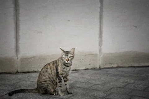 A cat is sitting on the ground Stock Photos