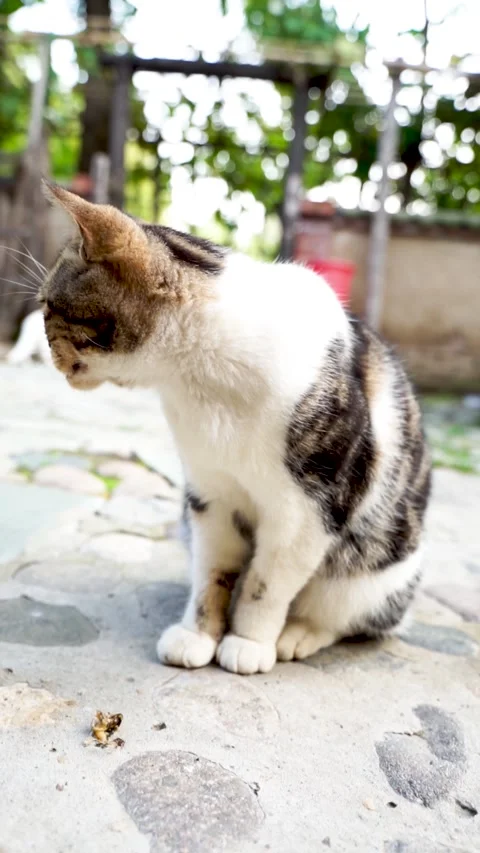 Cat sitting on the ground resting Stock Footage 144517320